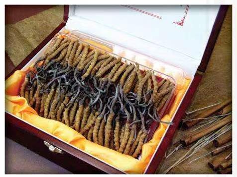 白山冬虫夏草回收